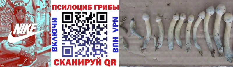 Галлюциногенные грибы Cubensis  мега как войти  Чебаркуль  купить  цена 